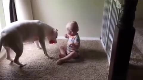 Dog and kid made so much fun