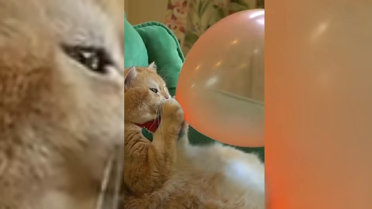 Cat With Balloon