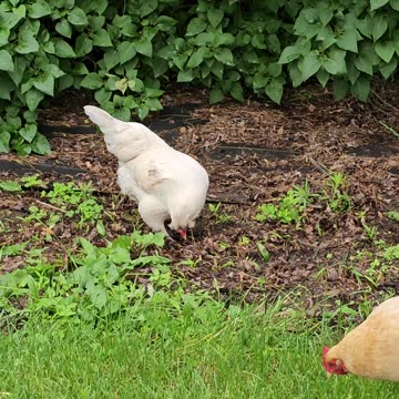 OMC! Chickens strolling through green grass with bonus pecking and scratching!