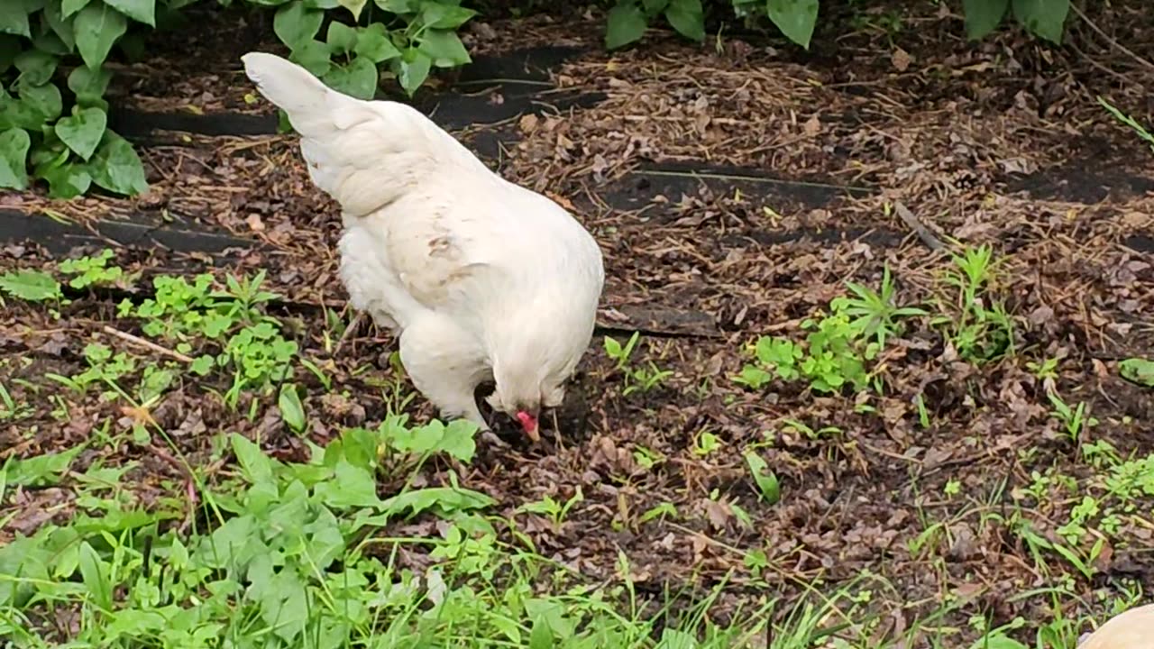 OMC! Chickens strolling through green grass with bonus pecking and scratching!