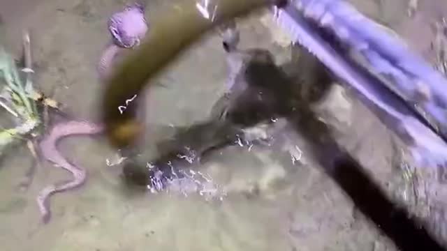 Asian Eel Catching Video 🐟 #shorts