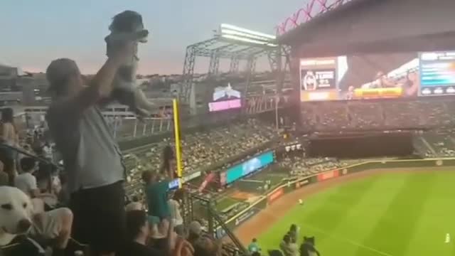 Dogs in the stands of a football stadium