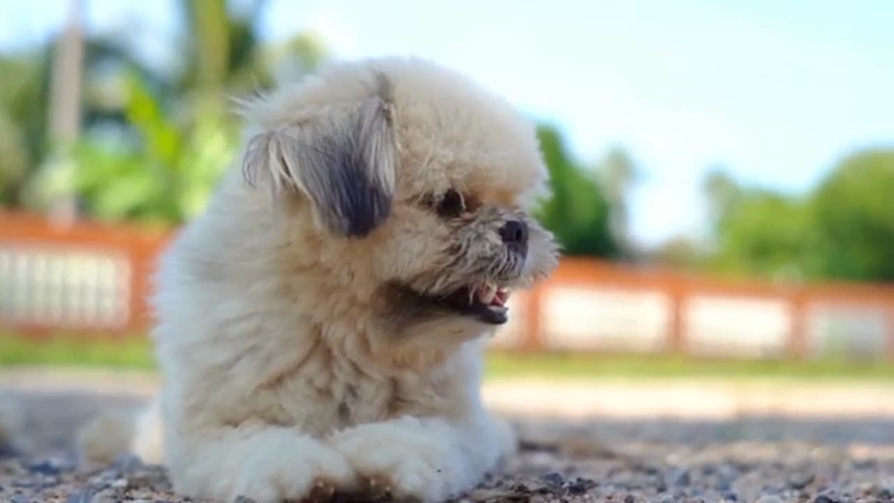 Cute Puppy Videos