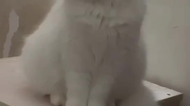 adorkable