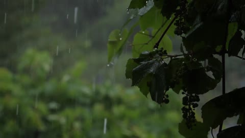 Soothing Rain Sounds for Sleep, Rain Sounds for Sleeping, Insomnia, Studying Relaxing