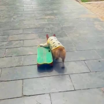 Smart Dog skating happily alongsilde owner