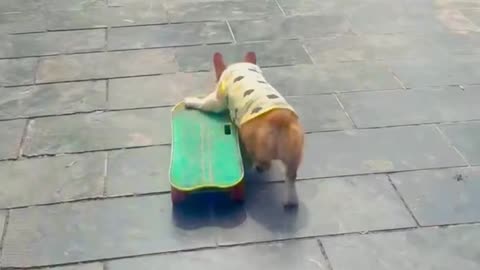 Smart Dog skating happily alongsilde owner