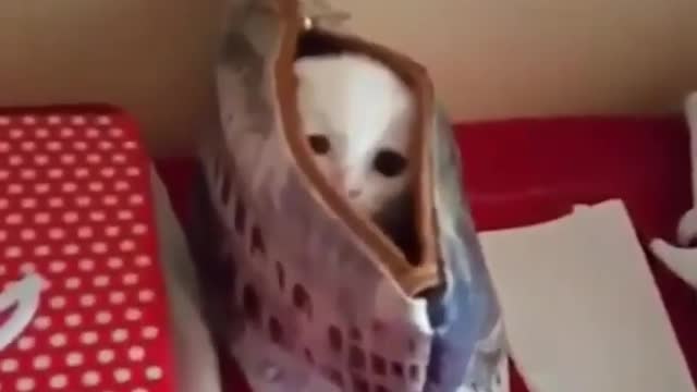 Funny Cat in the bag 🤣