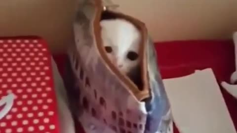 Funny Cat in the bag 🤣