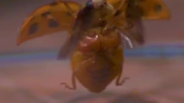 Takeoff of a ladybug
