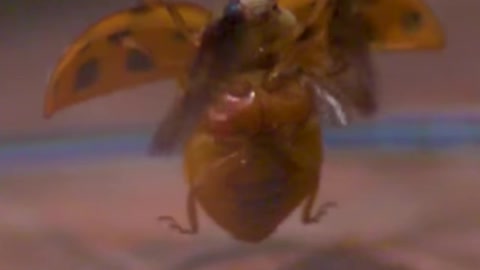 Takeoff of a ladybug