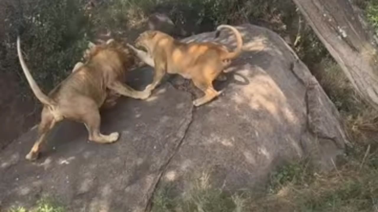 MALE LIONS FIGHTING | SERENGETI NATIONAL PARK