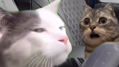 Funny cats