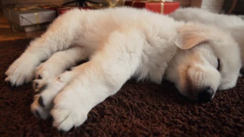 Beautiful white puppies at the Christmas tree