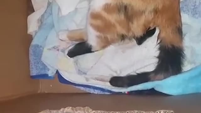 Cat giving birth☺️