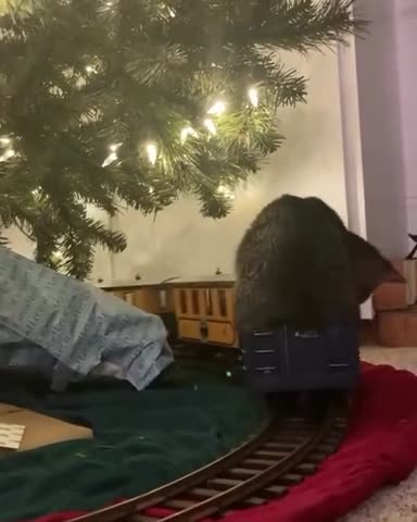 A very Cat Christmas for everyone 😊