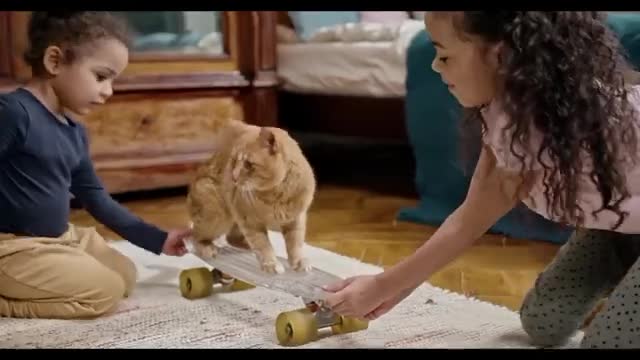 Cat Funny Videos