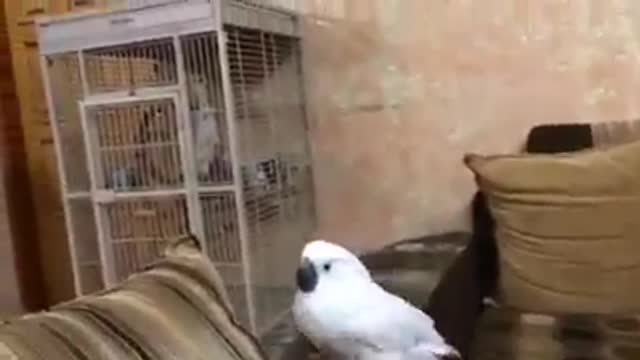 A parrot rejects the idea of marriage very funny 🤣🤣🤣 justaMoment