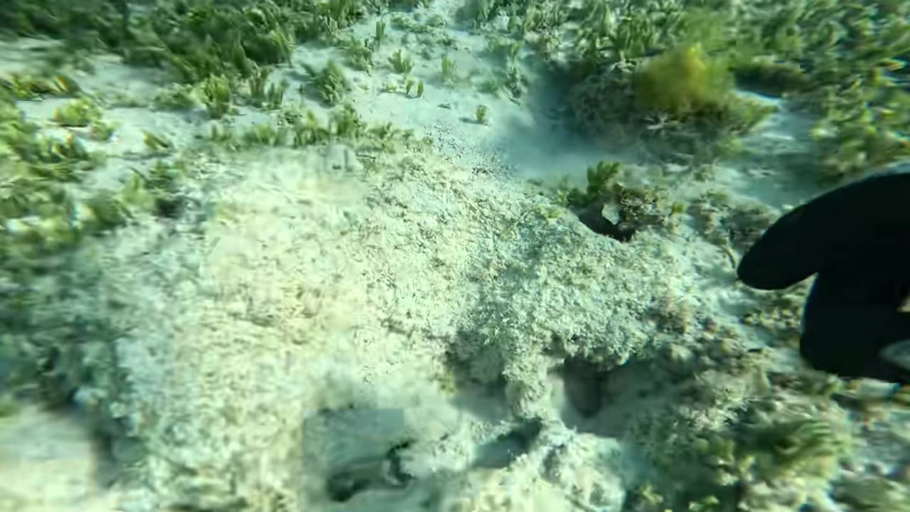 Explorando Islas Desiertas en Madagascar Cangrejos Gigantes y Aventuras en la Playa 🦀