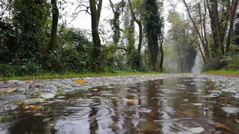 Raining in the forest
