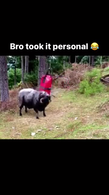 Don't Mess With The Ram 🤣🤣🤣
