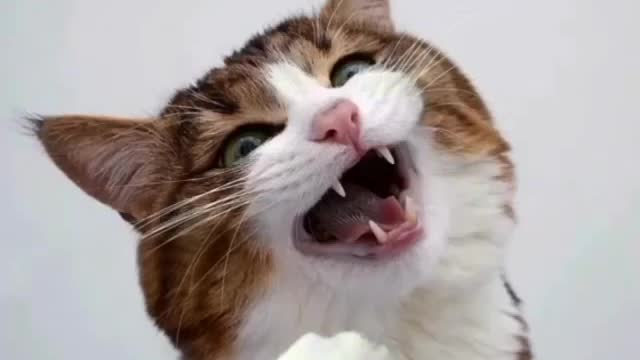 Cat is smiling & taking a shot.
