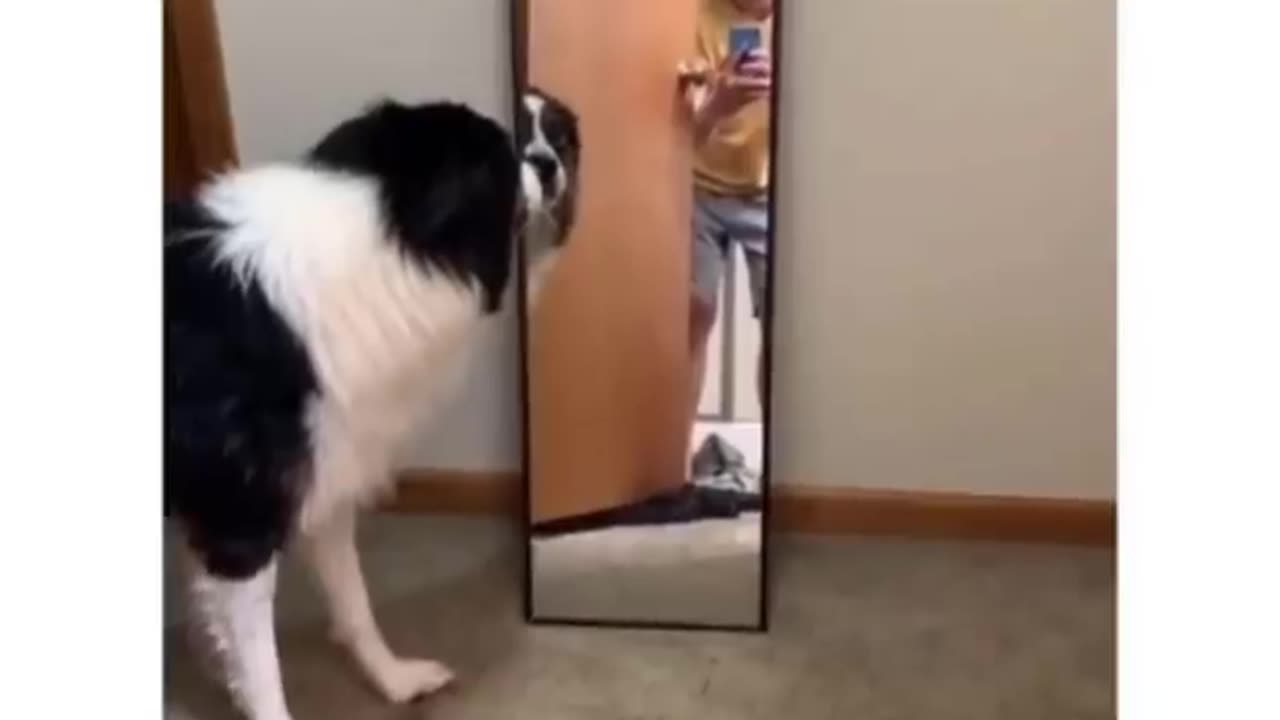 Funny animal videos can't help but laugh 2033 😁 - Cutest Animals Ever