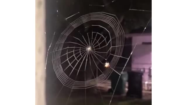 A spider Making its Web | satisfying tiktok video 2022