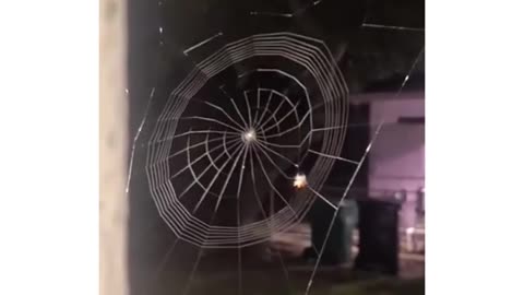 A spider Making its Web | satisfying tiktok video 2022