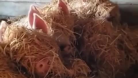 Piglets love making hay 🤣