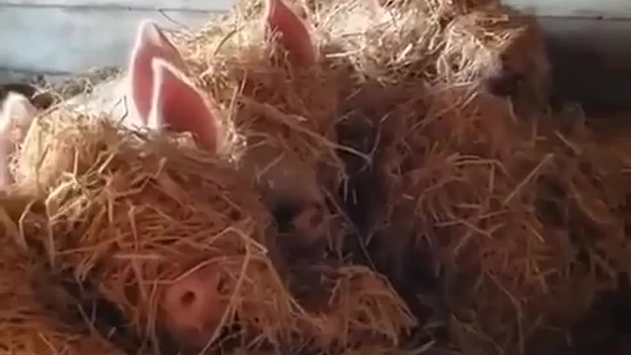 Piglets love making hay 🤣