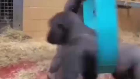 Funny gorilla