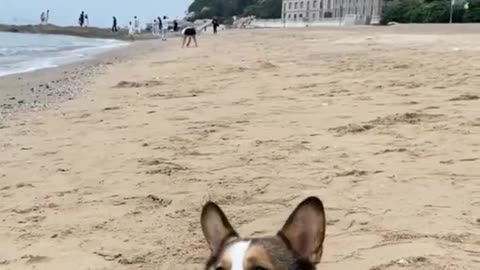 Corgi is really cute