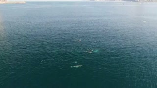 Dolphins spied in the Bosphorus