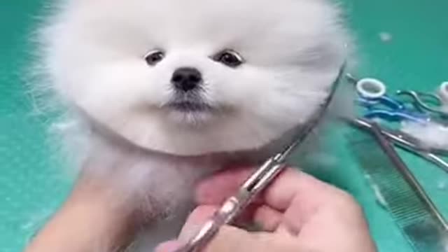 cute & funny dog | tiktok funny dog
