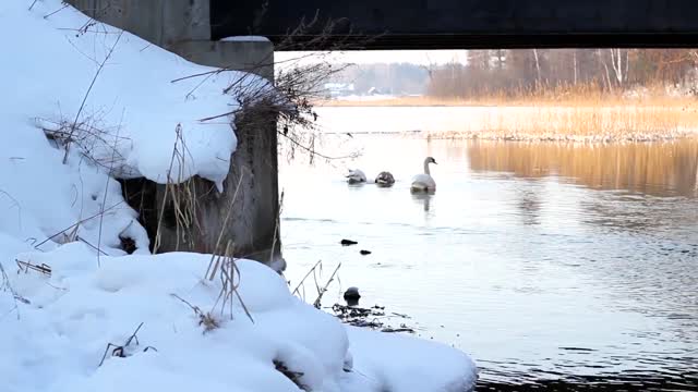 Swimming swans in a frozen river!