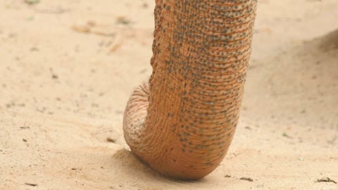 Elephant horn in the ground