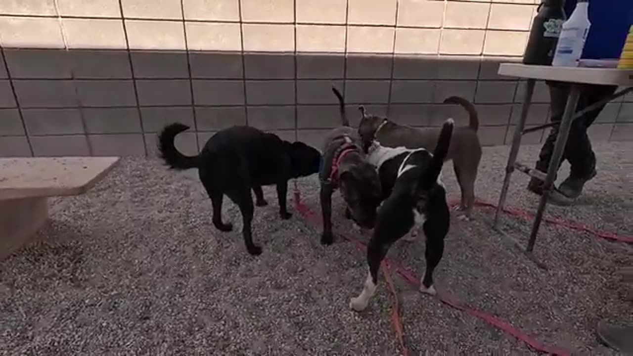 Doggie TV - Daycare - EP2