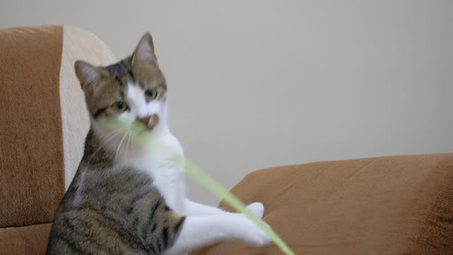 Pet owner playing with a cute cat