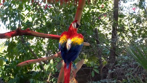 Large Colorful Parrot Fans Feathers at Phoenix Zoo