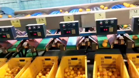 Orange farming