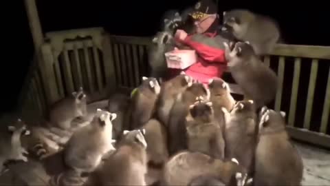 Racoon Man Feeds His Crew!