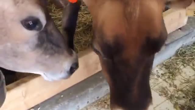 MooMoo Cow :)
