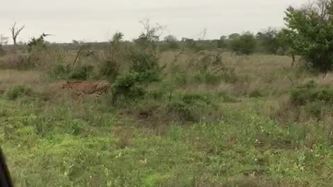 Struting Cheetah