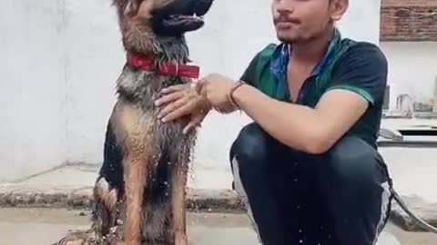 Bahut chalo dog ho funny dog bathing #shorts Akash comedy #dog