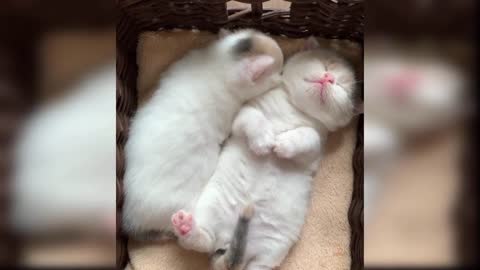 Baby Cats - Cute and Funny Cat Videos Compilation #38 | Aww Animals