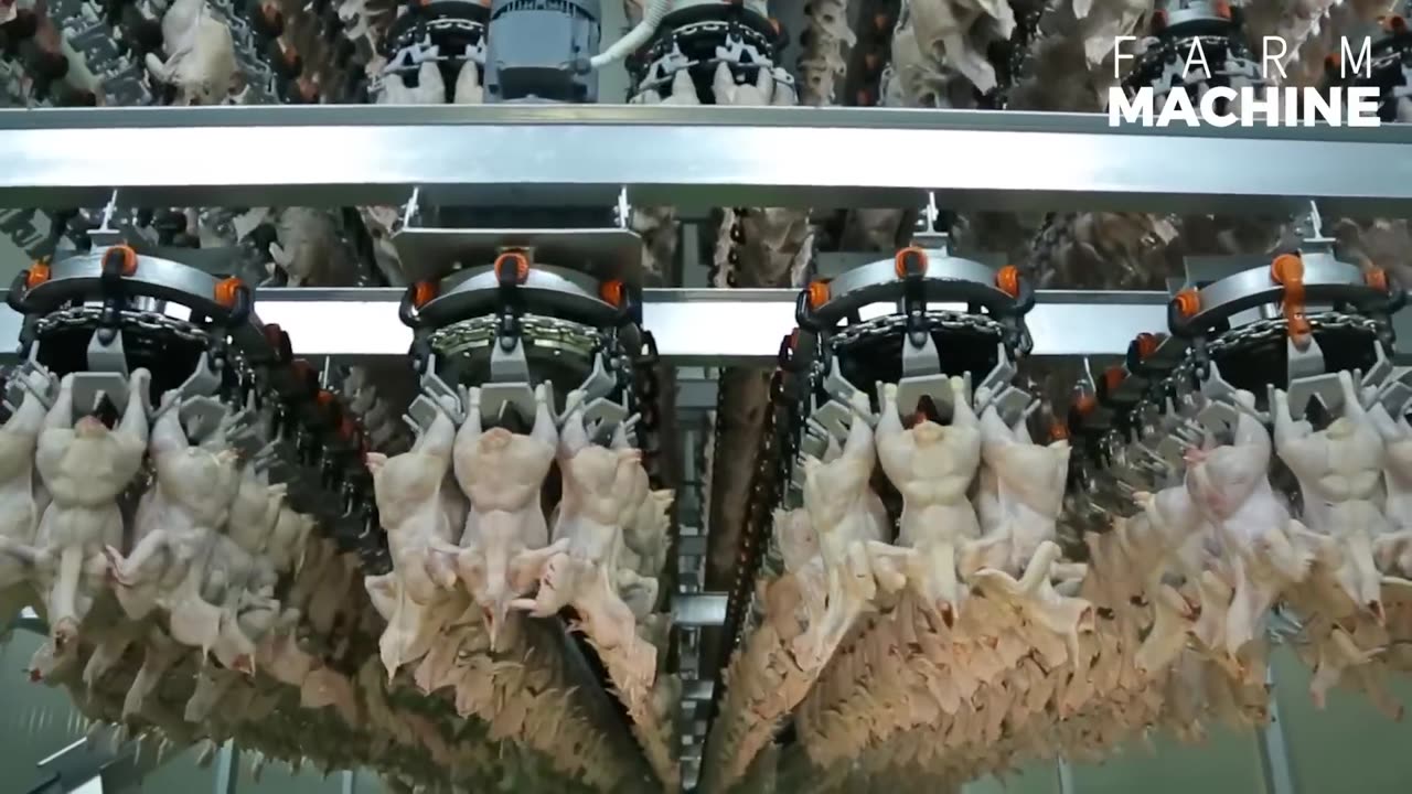 Australian Farmers Raise Millions of Free Range Chickens for Organic Egg