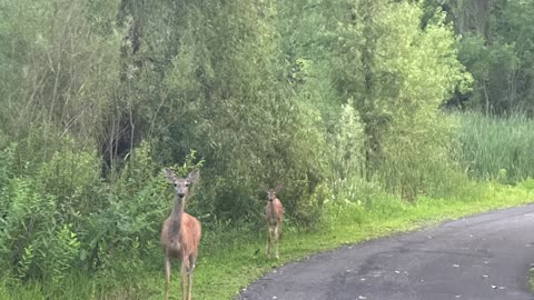 RMC50 Animal Sightseeing @ Tony Schmidt Park in Minnesota