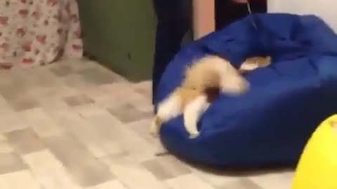 A cat playing on the sofa with its owner