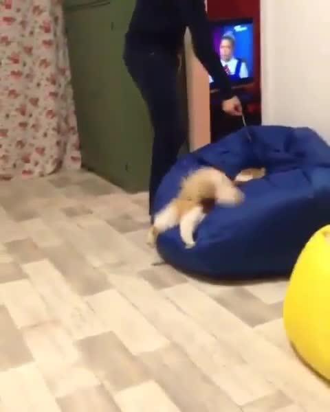 A cat playing on the sofa with its owner